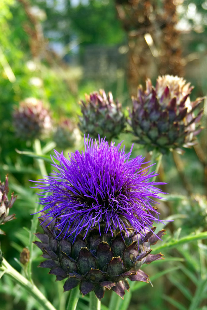 artichoke (Cynara cardunculus) 