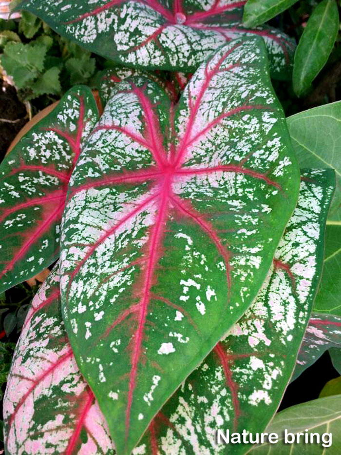 Caladium Plant 