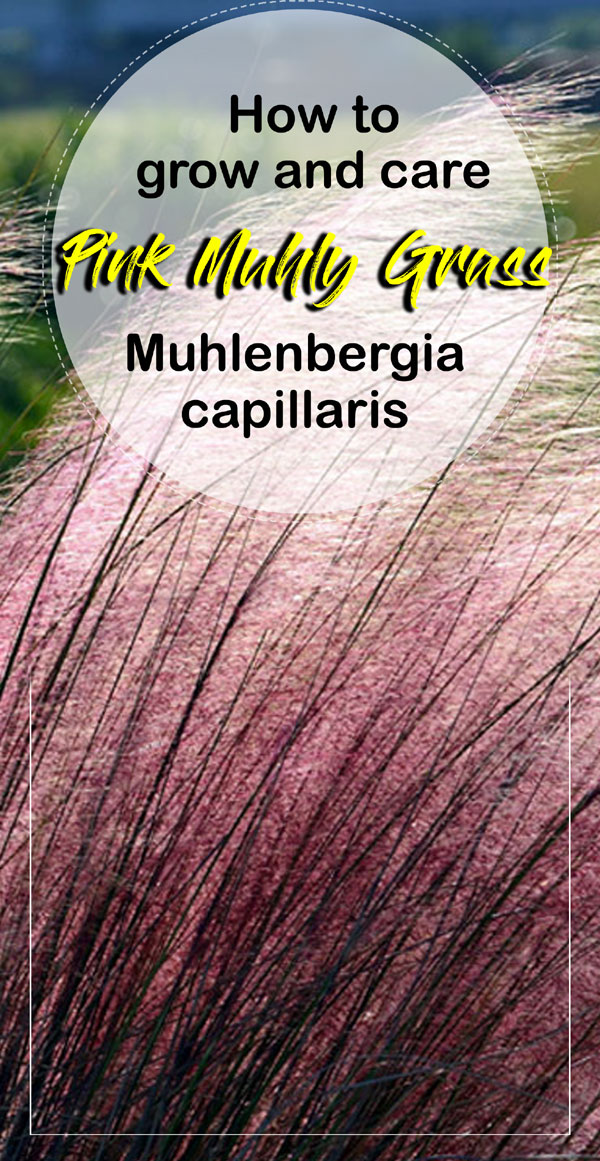 Розовая трава Мухли