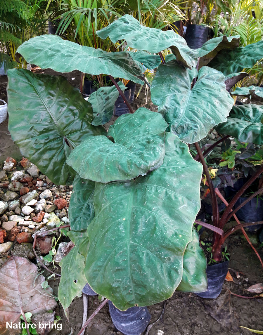 How to Grow and Care Alocasia Plant Growing elephant ear plant