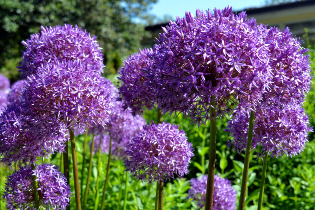 How to Grow and Care Gaint Allium Plant | Ornamental Onion