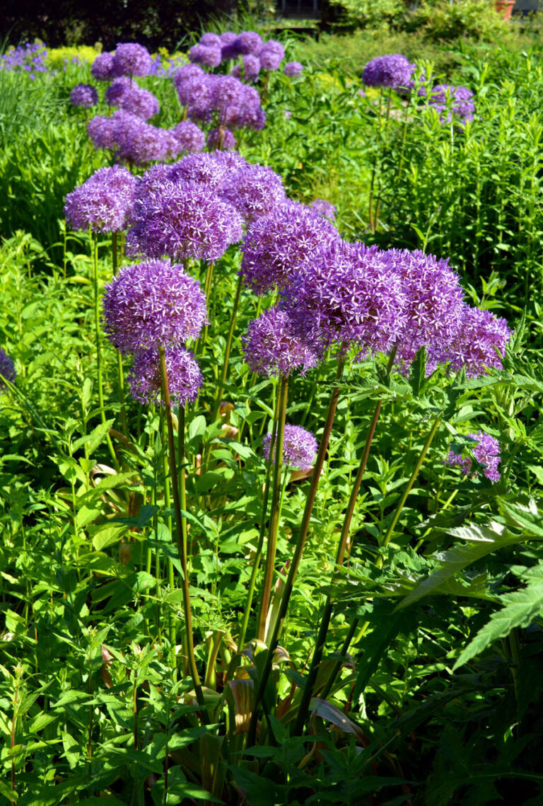 How to Grow and Care Gaint Allium Plant Growing Ornamental Onion