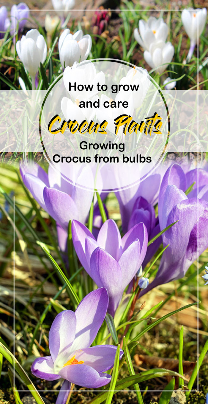 How to Grow Crocus Plants | Growing Crocus from bulbs