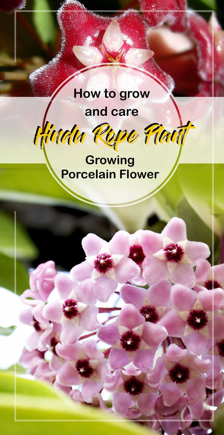 tips-on-how-to-develop-hindu-rope-plant-porcelain-flower-batang-tabon