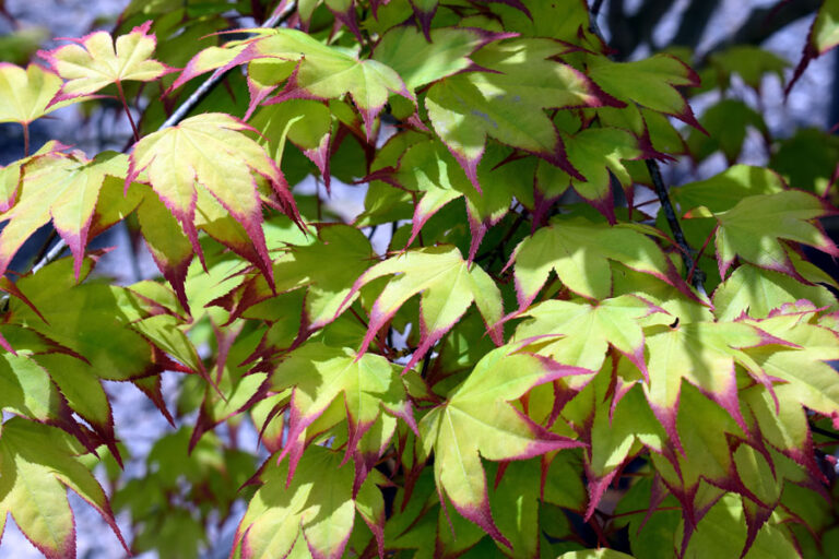 How to Grow Japanese Maple Trees | Japanese Maples care