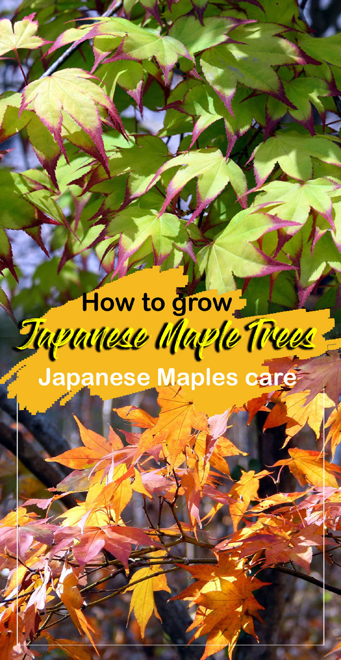 How To Grow Japanese Maple Trees 