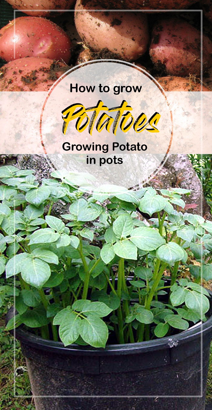 How to Grow Potatoes in a Container | Growing Potato in pots