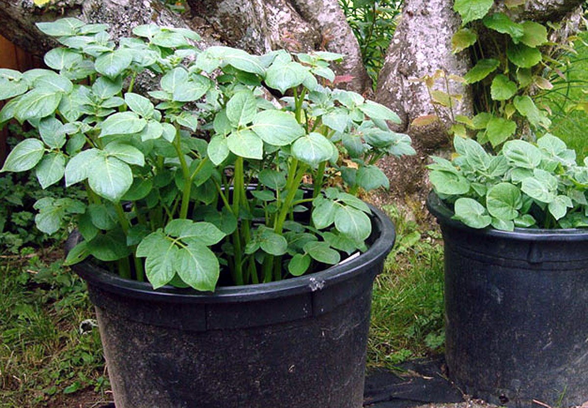 How to Grow Potatoes in a Container Growing Potato in pots