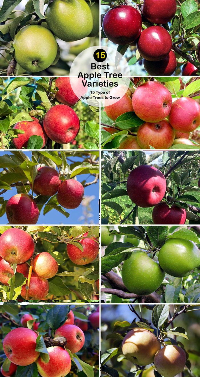 15 Type of Apple Trees to Grow | Best Apple Tree Varieties