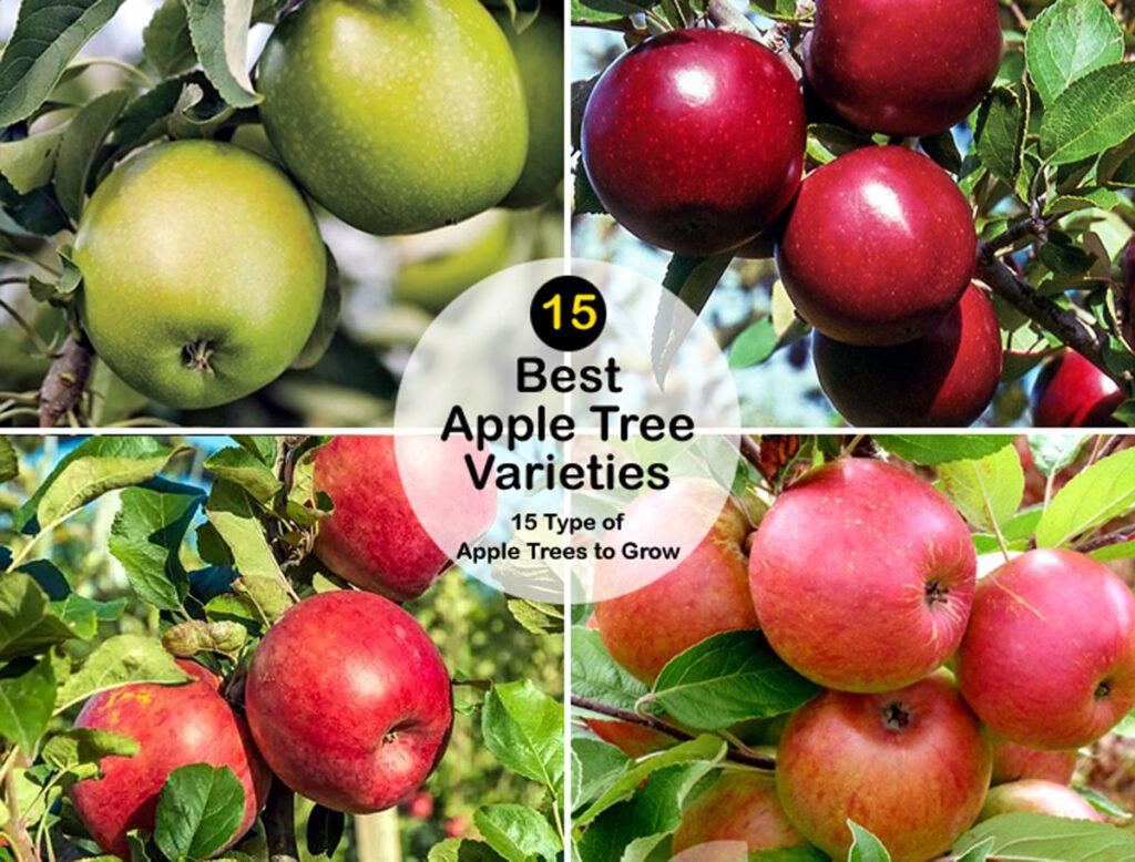 https://www.naturebring.com/wp-content/uploads/2022/12/Type-of-Apple-Trees-for-wal-1024x778.jpg