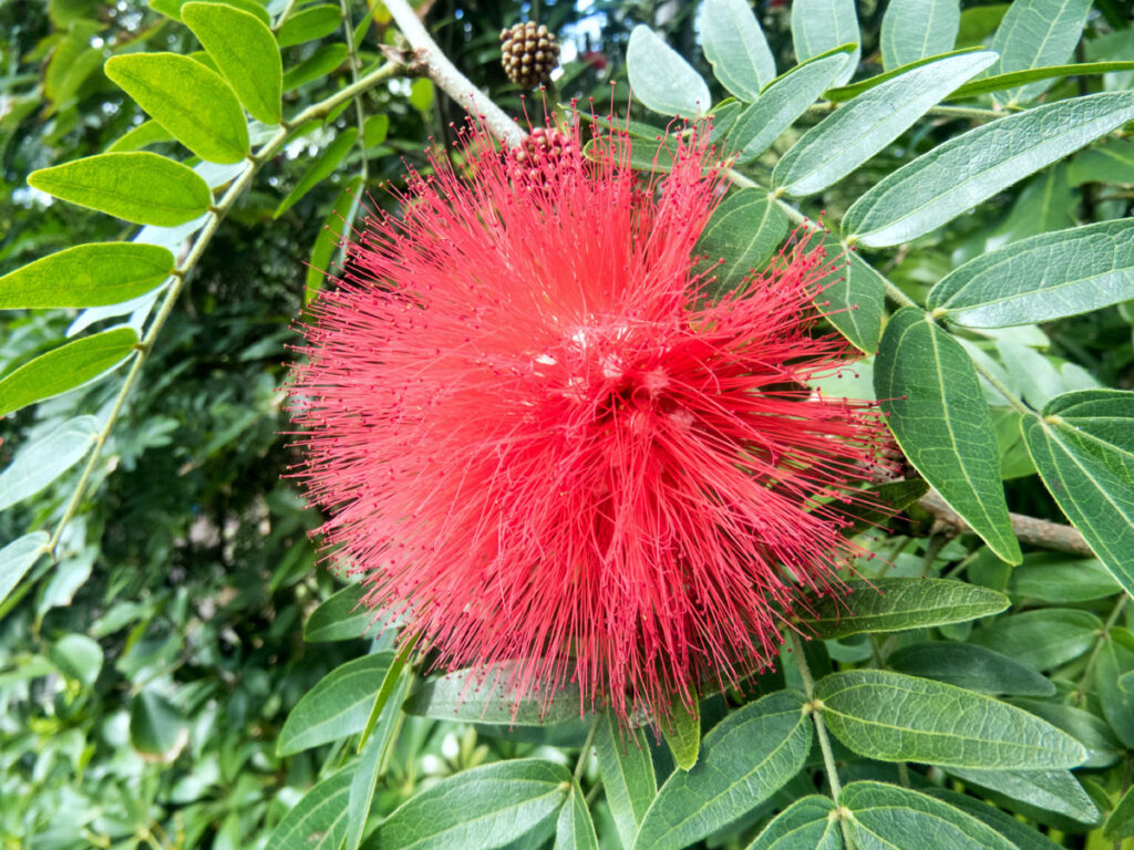 How to Grow Bottle Brush Plant Bottle Brush Trees care