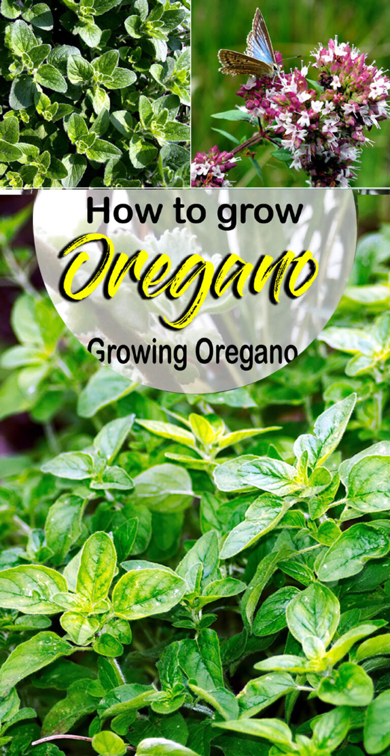 How To Grow Oregano | Growing Oregano | Care And Harvest