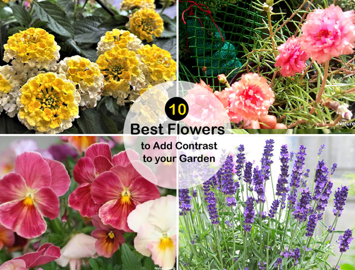 10 kinds of flowers to Add Distinction