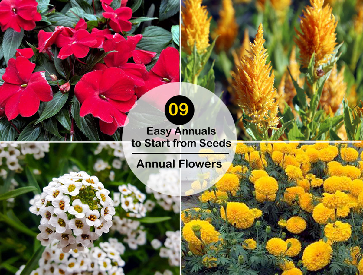 9 Simple Annuals to Begin from Seeds