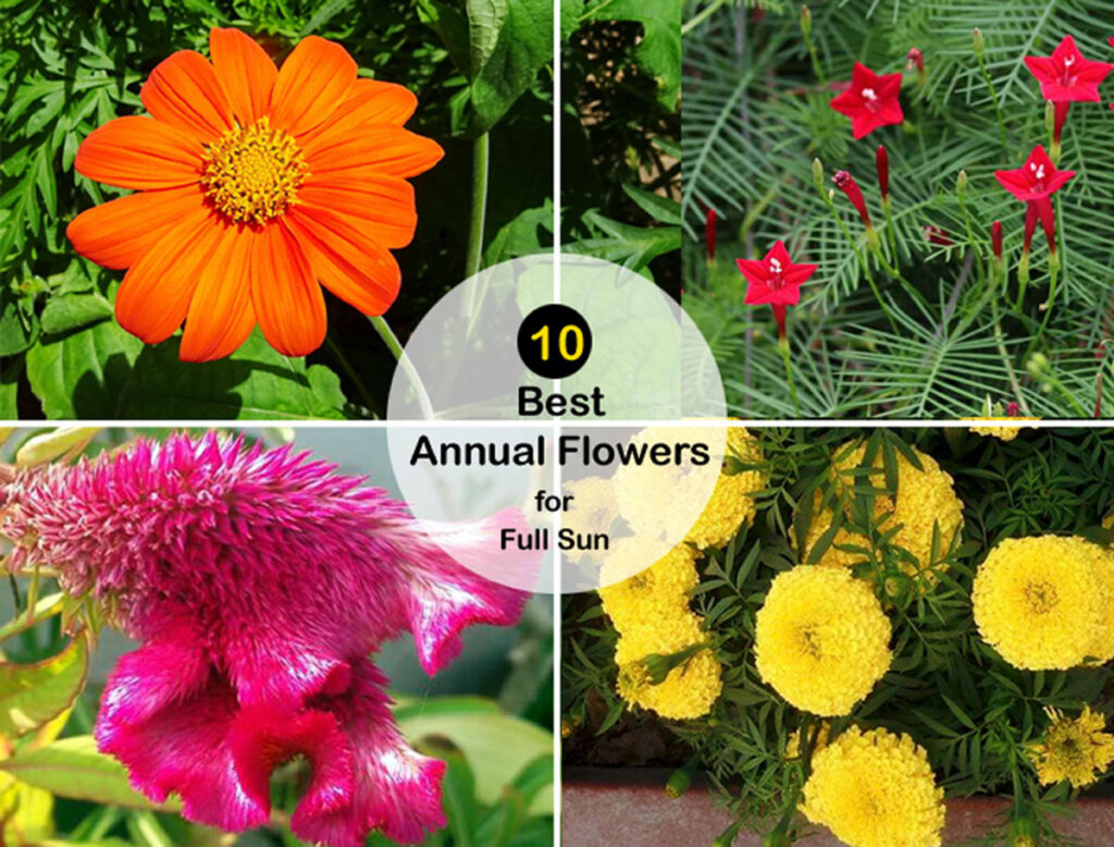 10 Best Annual Flowers for Full Sun