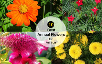 annual flowers