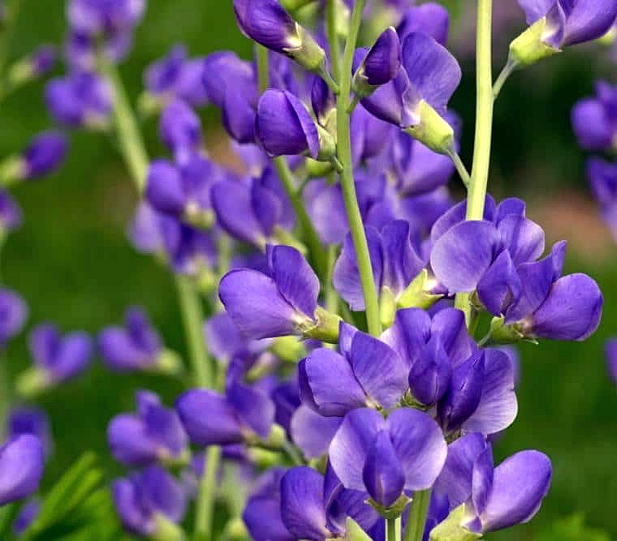 The way to Develop and Take care of Baptisia Crops