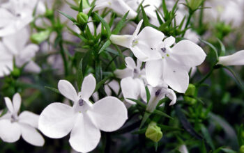 Lobelia Plant