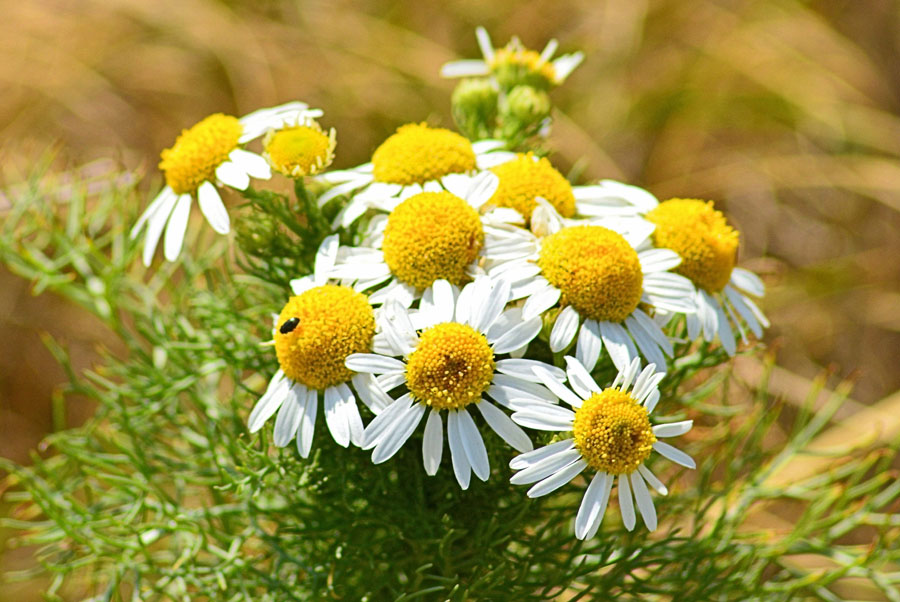 Growing and Caring for Chamomile Plants | Matricaria chamomilla