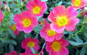 purslane flowers (Portulacaceae)