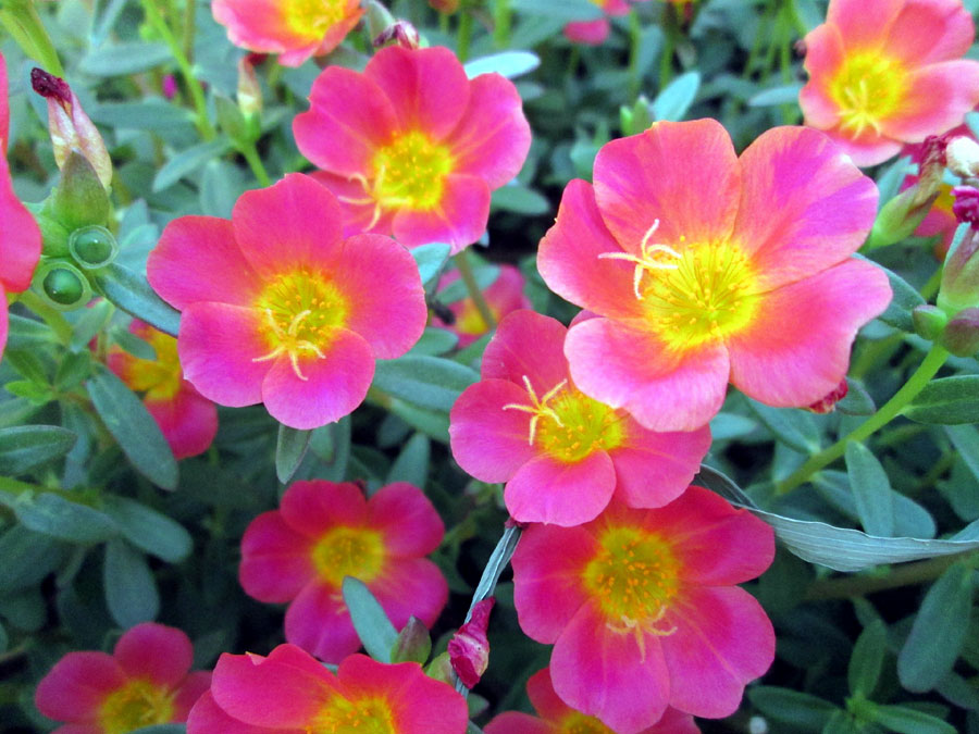 Growing ornamental purslane flowers during the summer (Portulacaceae)