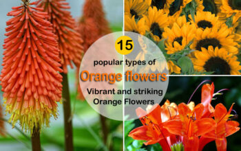 orange flowers