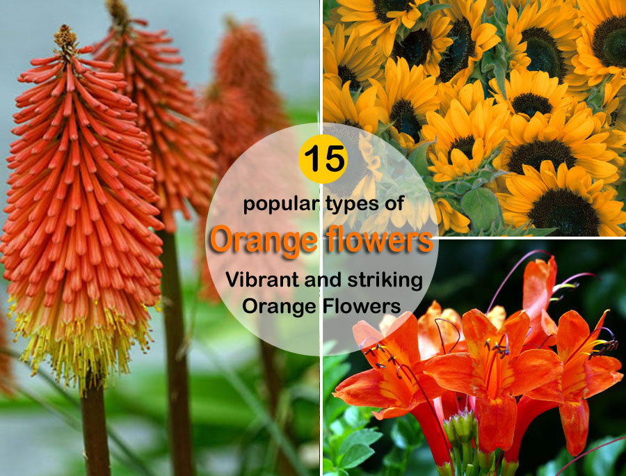 Orange Flowers | 15 popular types of orange flowers