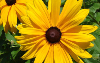 black eyed susan rudbeckia hirta