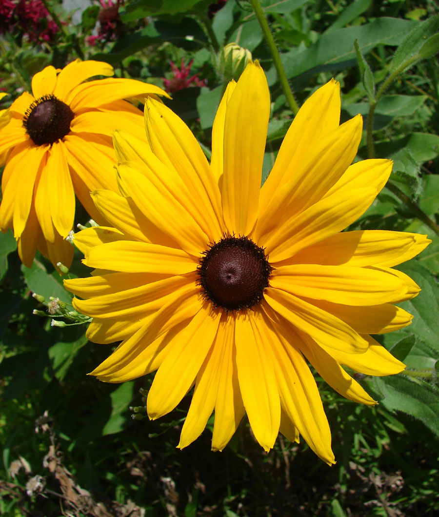 Black eyed susan Growing and Caring tips | Rudbeckia hirta