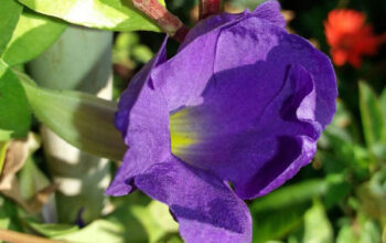 king's mantle thunbergia erecta