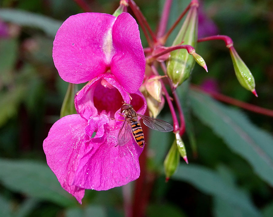 How to Grow and Care Balsam Flower | (Garden Balsam)