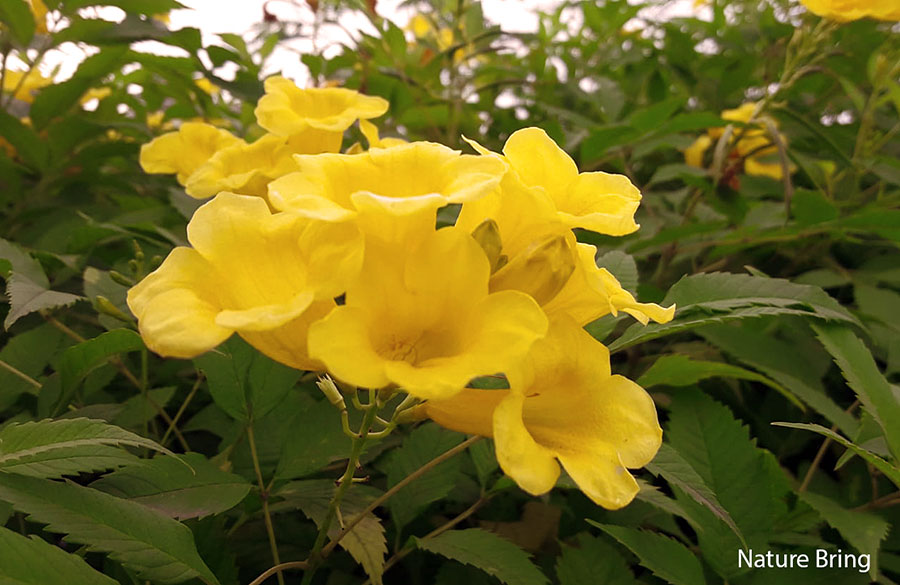 How to Care for Tacoma plants (Tecoma stans) | Yellow Elder