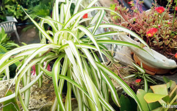 spider plants