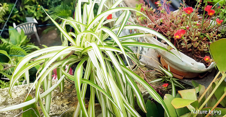Spider Plants (Chlorophytum comosum)  | Spider plant care