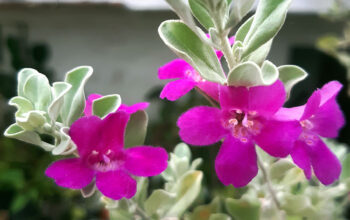 Texas Sage (Leucophyllum frutescens plant)