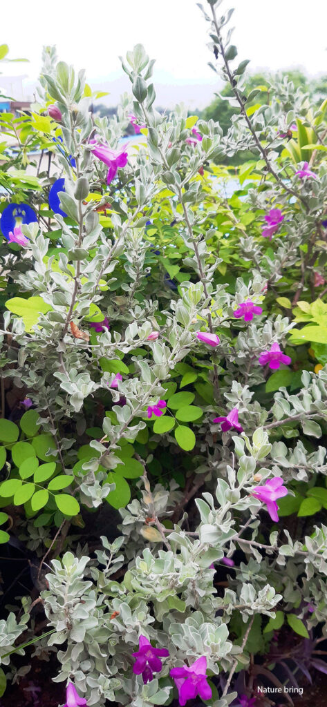 texas sage 
(leucophyllum frutescens)