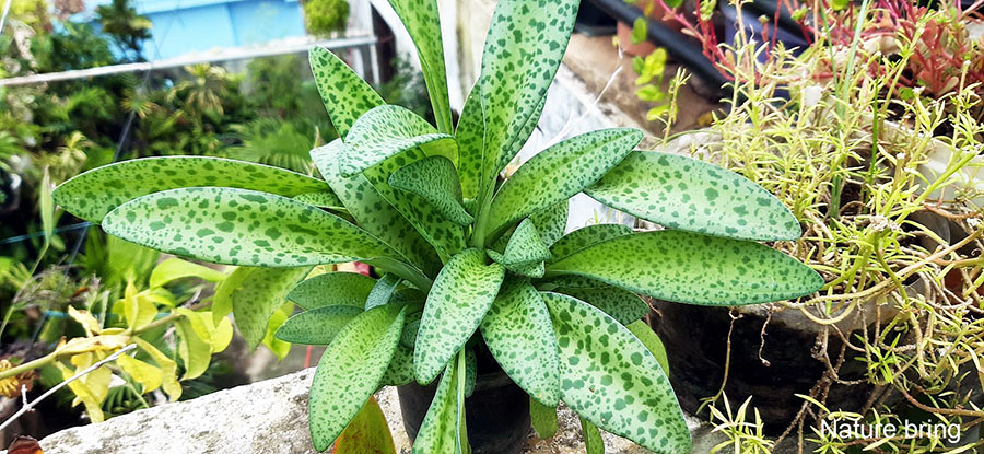 How to Grow and care for Silver Squill (Ledebouria socialis)
