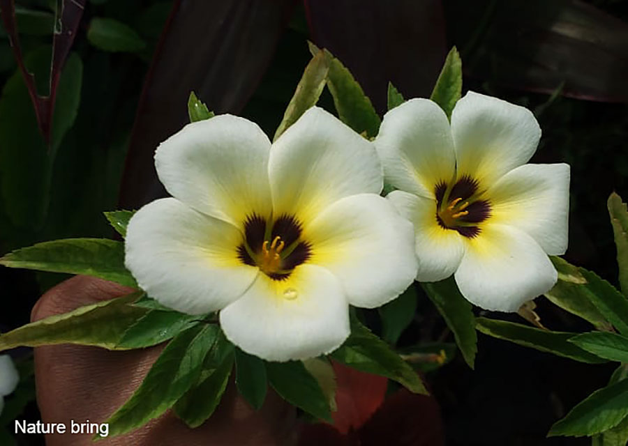 Turnera Subulata (White Buttercup) plants | White alder care