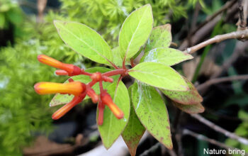Firebush Plant (Hamelia patens)