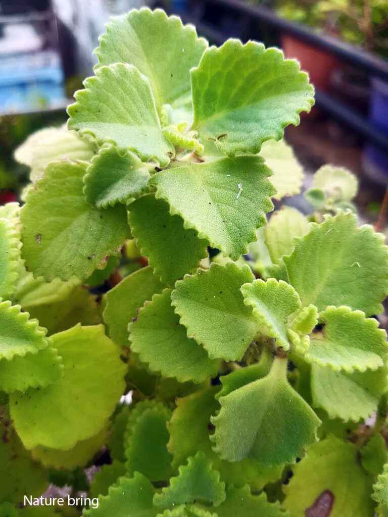 Cuban Oregano (mexican mint)
