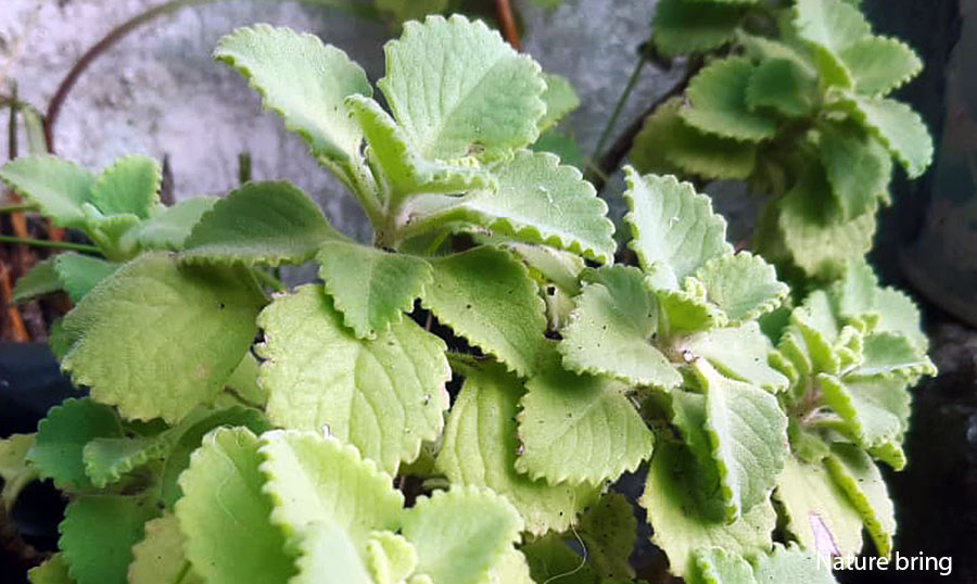 Cuban Oregano (mexican mint) growing and Care Guide
