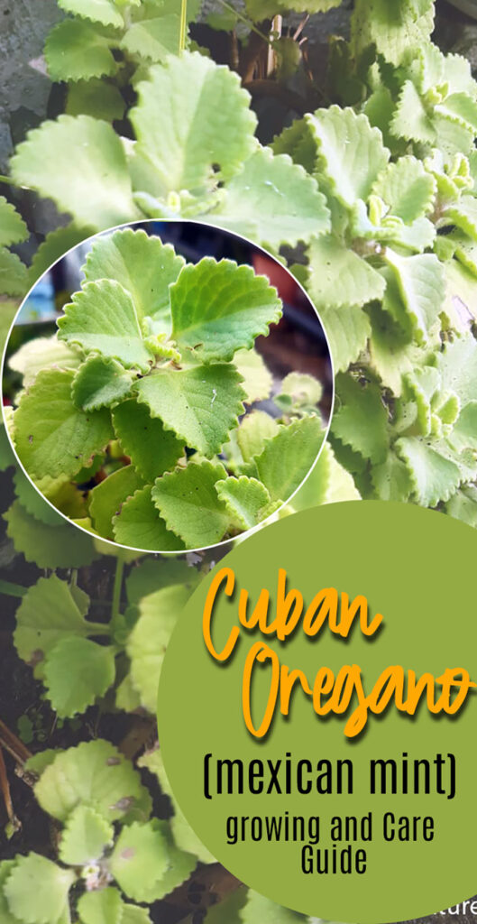 Cuban Oregano (mexican mint)