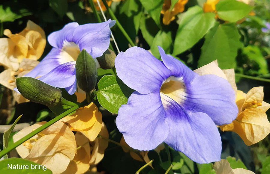 Thunbergia Plant (Sky flowers) growing and care tips