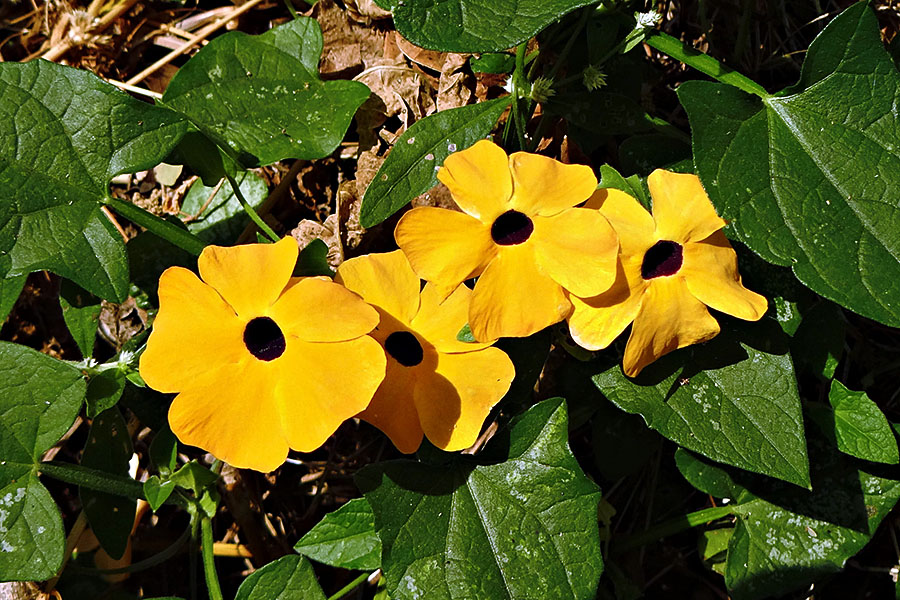 Black eyed Susan Vine | How to care about Thunbergia alata