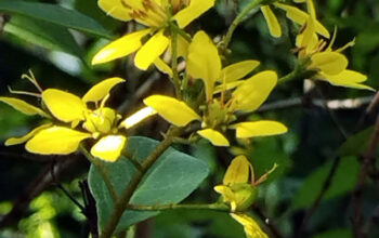 Gold Shower Shrub