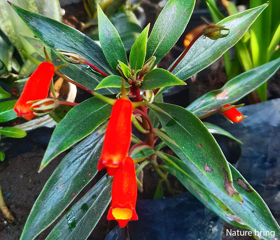 Hardy Gloxinia plant | Seemannia sylvatica ‘Bolivian Sunset’ care