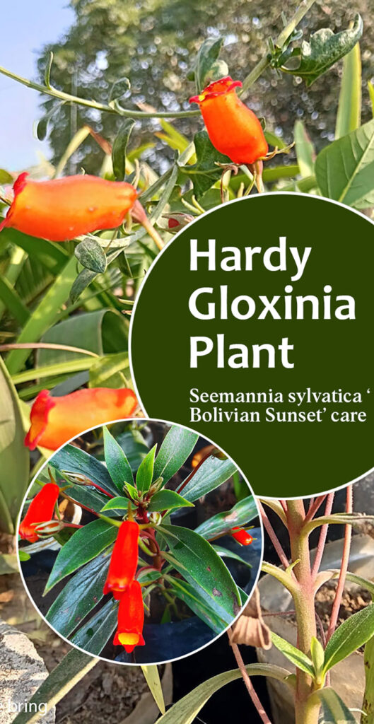 Gloxinia plant