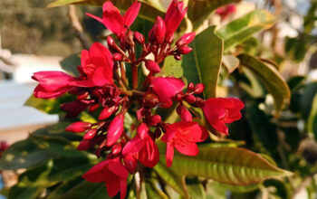 jatropha (peregrina)