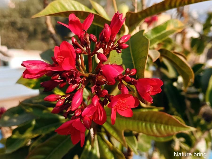 Jatropha plant (Jatropha curcas) | Peregrina plant care