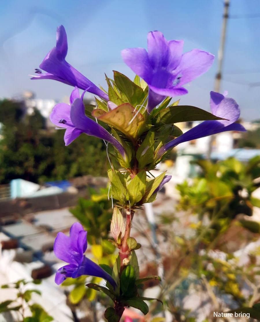 Barleria cristata (Philippine violet ) | Blue flowering shrub care